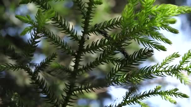 Green leafs and trees in slow motion - Video