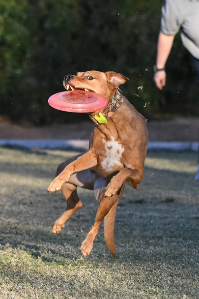 Rode neus pitbull vangen van een schijf in het park - Foto, afbeelding