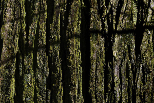 Close-up of the dark bark on a tree - Photo, image