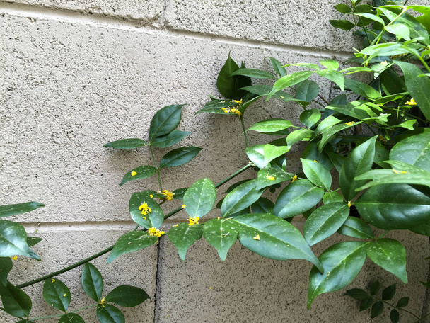 Yeşil Asma Bahçe blok duvara tutunarak bahar rüzgar salgın sonra sarı Palo Verde çiçeklerle kaplı - Fotoğraf, Görsel