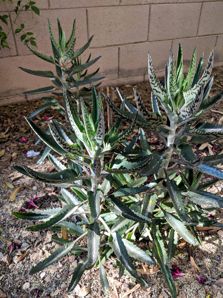 Diabos Backbone ou jacaré plantas suculentas crescendo no quintal no Arizona seco
 - Foto, Imagem