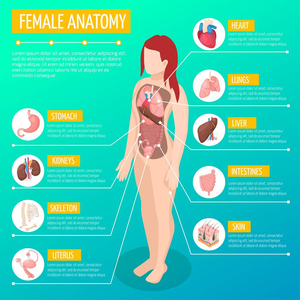 Ženské anatomie izometrické plakát - Vektor, obrázek