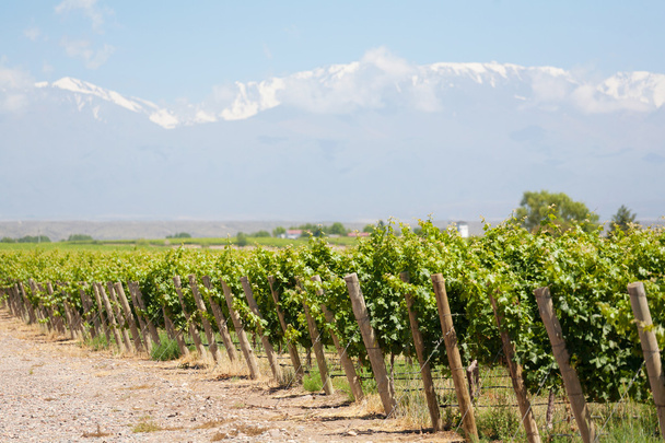Vineyard in Mendosa - Foto, Imagem