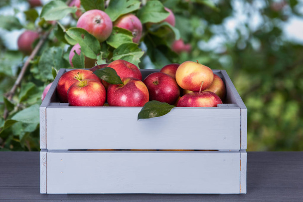 Red apples in wooden box on table - Photo, Image