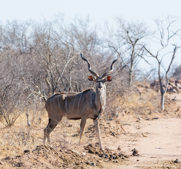 Kudu bull on a dirt track in Southern Africa - Foto, Imagen