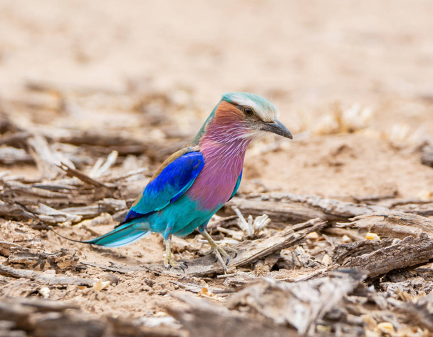 Lilaborst Roller op grond in zuidelijke Afrikaanse savanne - Foto, afbeelding