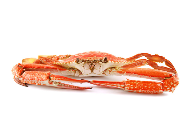 Cooked Sand Crab - Foto, immagini