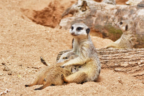 Famille Meerkats, Mère Meerkat nourrit ses bébés
 - Photo, image