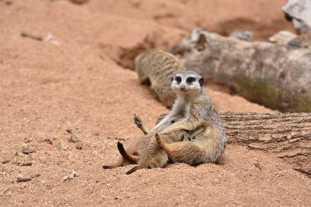 Meerkat Family, Meerkat Mother is feeding her small Babies - Photo, Image