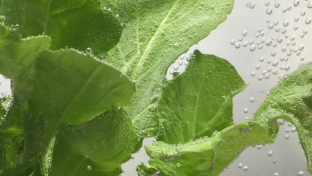 листья салата, купающиеся в воде
 - Кадры, видео