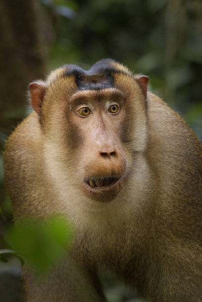Macaco de cola de cerdo del sur Macaca nemestrina, gran macaco potente de los bosques del sudeste asiático, Sumatra, Indonesia
. - Foto, imagen