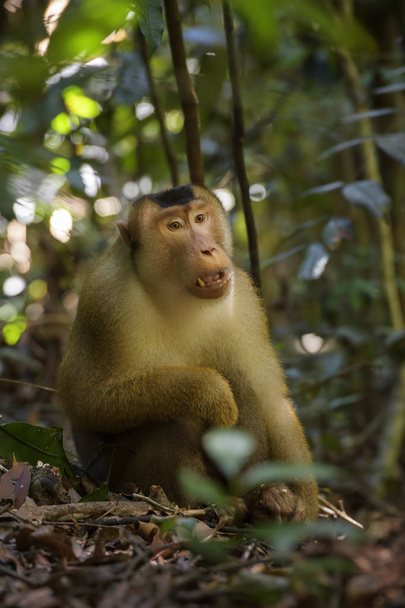 Macaco de cola de cerdo del sur Macaca nemestrina, gran macaco potente de los bosques del sudeste asiático, Sumatra, Indonesia
. - Foto, Imagen