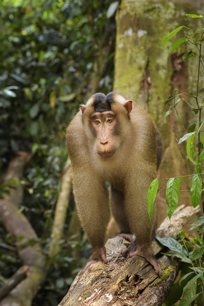 Güney domuz kuyruklu makak - Macaca nemestrina, büyük güçlü makak ormanlardaki Güneydoğu Asya, Sumatra, Endonezya. - Fotoğraf, Görsel