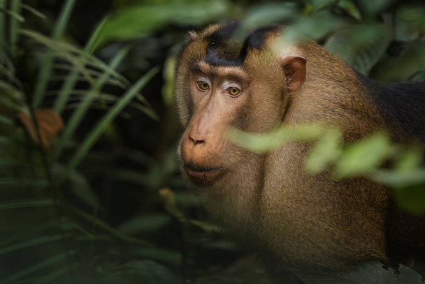 Macaco de cola de cerdo del sur Macaca nemestrina, gran macaco potente de los bosques del sudeste asiático, Sumatra, Indonesia
. - Foto, Imagen