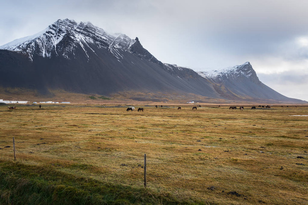 Cavalos Grazing em um campo com belas montanhas vulcânicas na Islândia em uma manhã de outono nublado
 - Foto, Imagem