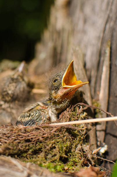 Küken Wildvögel quietschen und fragen dort rasseva der Schnabel sitzt im Nest in Großaufnahme - Foto, Bild