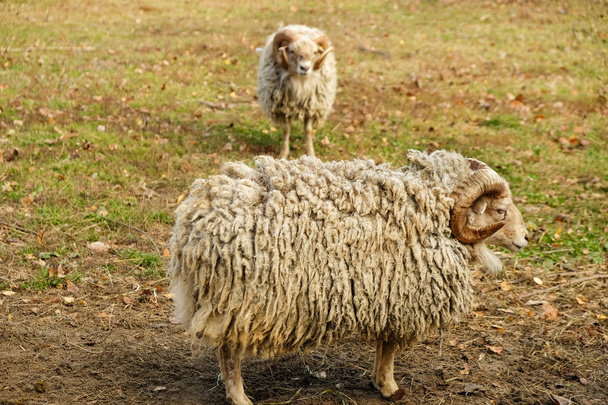 Dois carneiros semelhantes que querem lutar tomaram uma posição. Em uma superfície plana de tarde. Parque Zoológico
. - Foto, Imagem