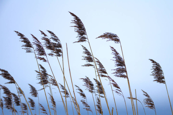 Winter landscape with dry reeds against cloudly sky - Fotoğraf, Görsel