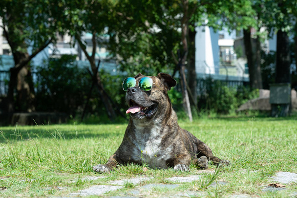 Счастливая собака в солнцезащитных очках, яма быка, амстаф, стаффорд в парке
. - Фото, изображение