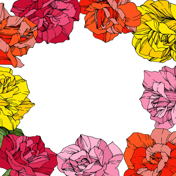Vektorrosen. Blütenbotanische Blumen. rot, rosa und gelb gravierte Tuschekunst. Florale Grenze quadratische Illustration. - Vektor, Bild