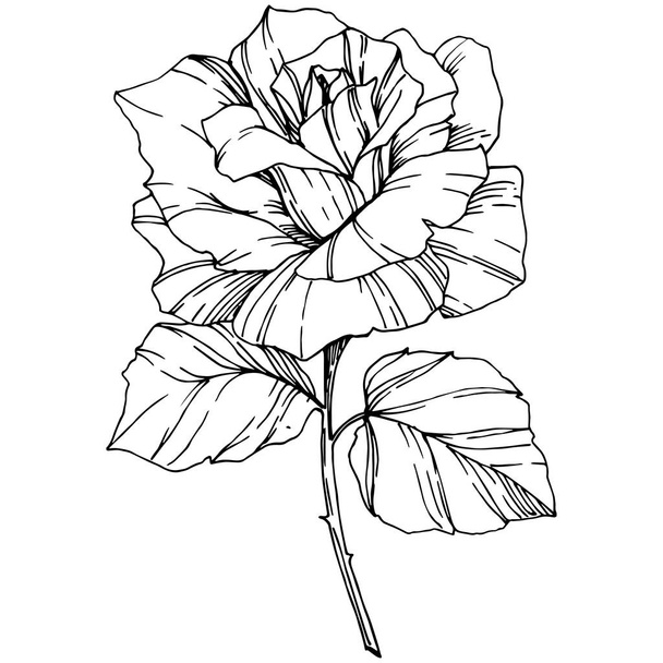 Vector Rose. Floral botanical flower. Engraved ink art. Isolated rose illustration element. Beautiful spring wildflower isolated on white. - Vektor, Bild