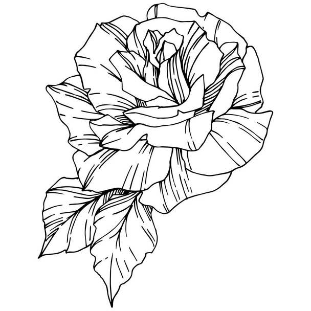 Vector Rose. Floral botanical flower. Engraved ink art. Isolated rose illustration element. Beautiful spring wildflower isolated on white. - Vektor, obrázek