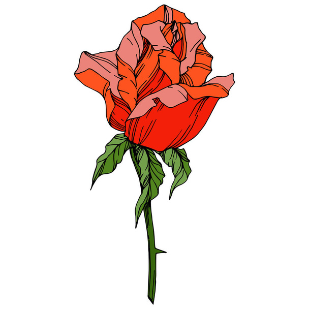 Vector Rose flower. Floral botanical flower. Orange color engraved ink art. Isolated rose illustration element. Beautiful spring wildflower isolated on white. - Vector, Image