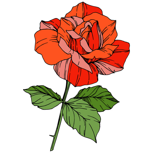 Vector Rose flower. Floral botanical flower. Orange color engraved ink art. Isolated rose illustration element. Beautiful spring wildflower isolated on white. - Vecteur, image