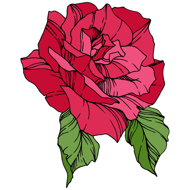 Beautiful Rose Flower. Floral botanical flower. Red engraved ink art. Isolated rose illustration element - Vector, Image