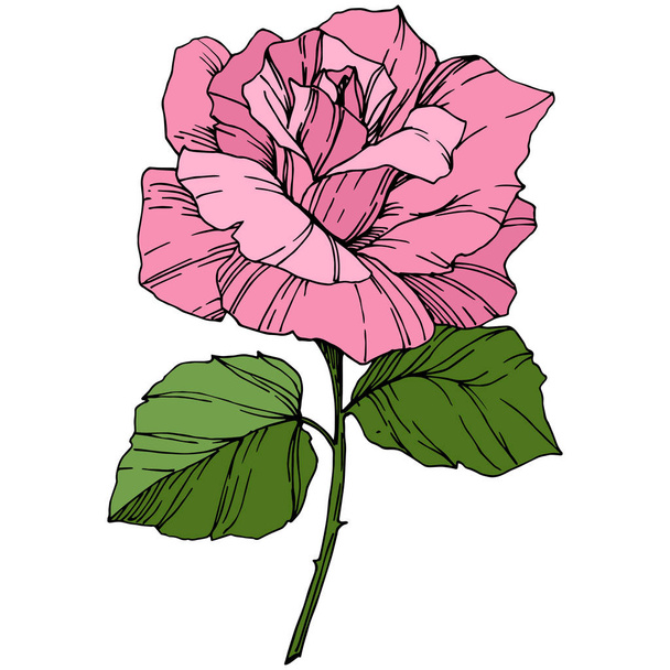 Beautiful Rose Flower. Pink color engraved ink art. Isolated rose illustration element. Wildflower with green leaves isolated on white. - Wektor, obraz