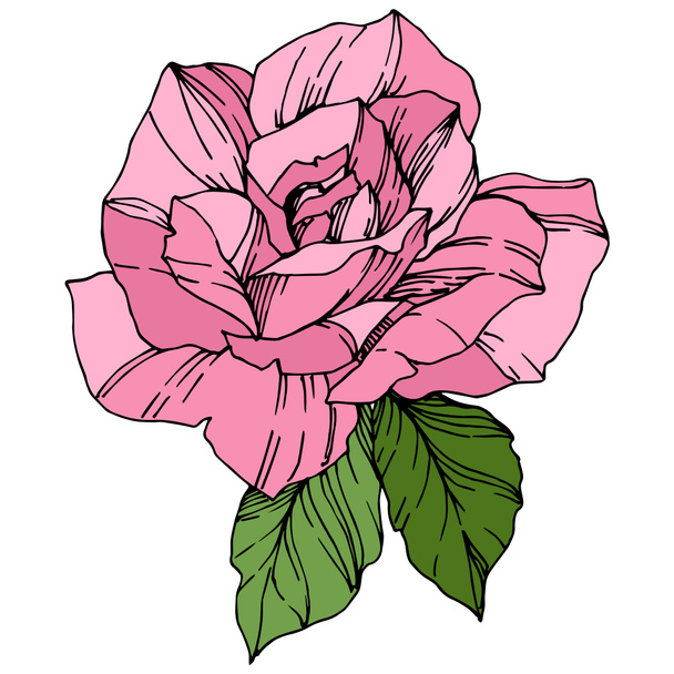 Beautiful Rose Flower. Pink color engraved ink art. Isolated rose illustration element. Wildflower with green leaves isolated on white. - Vector, Image