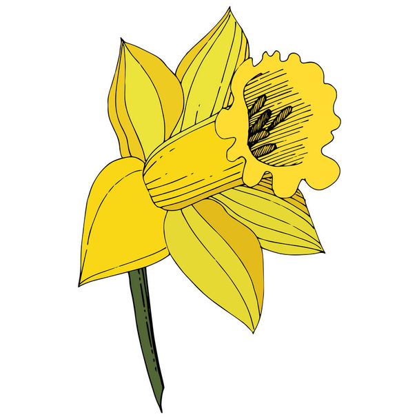 Vector Narcissus. Floral botanical flower. Yellow engraved ink art. Isolated narcissus illustration element on white background. - Vektör, Görsel
