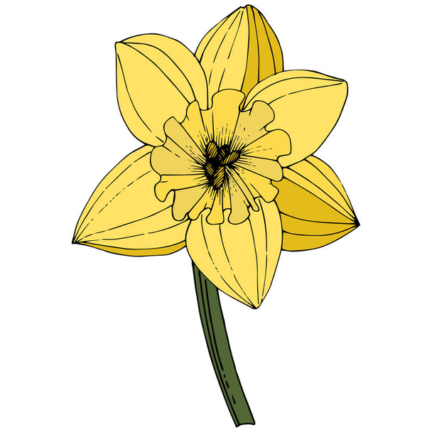 Vector Narcissus. Floral botanical flower. Yellow engraved ink art. Isolated narcissus illustration element on white background. - Vector, Image