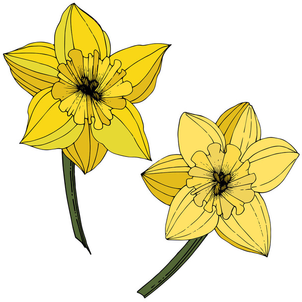 Vector Narcissus flowers. Yellow engraved ink art. Isolated daffodils illustration element on white background. - Vector, Image