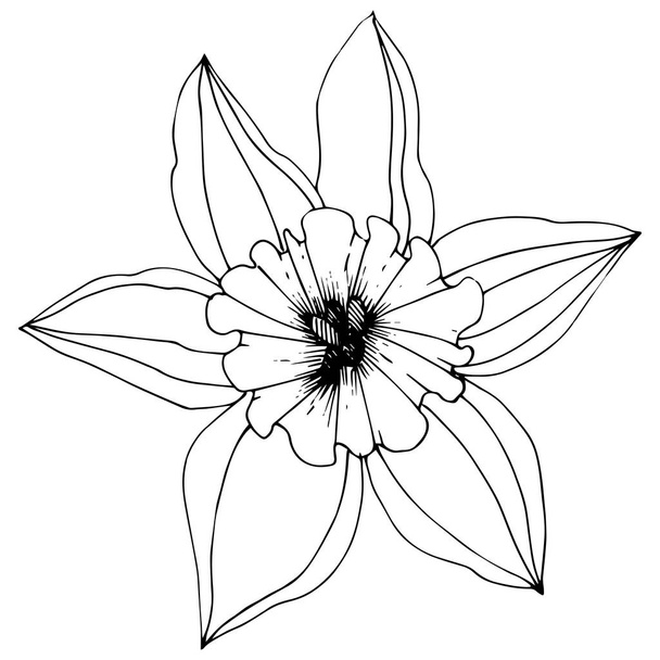 Vektor květ narcisu. Květinové botanické květin. Černá a bílá vyryto inkoust umění. Izolované Narcis obrázek prvek na bílém pozadí. - Vektor, obrázek