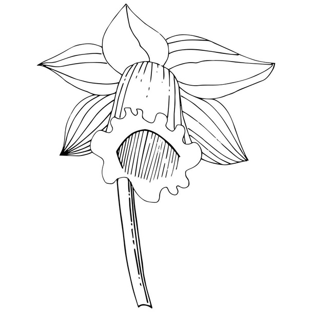 Vecteur Narcisse fleur. Fleur botanique florale. Encre gravée en noir et blanc. Élément d'illustration narcissique isolé sur fond blanc
. - Vecteur, image