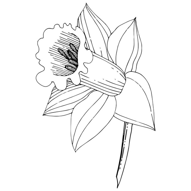 Vector Narcissus flower. Floral botanical flower. Black and white engraved ink art. Isolated narcissus illustration element on white background. - Vector, Image
