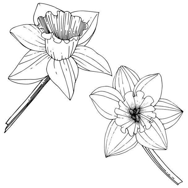 Vector Narcissus flowers. Black and white engraved ink art. Isolated daffodils illustration element on white background. - Vector, Image