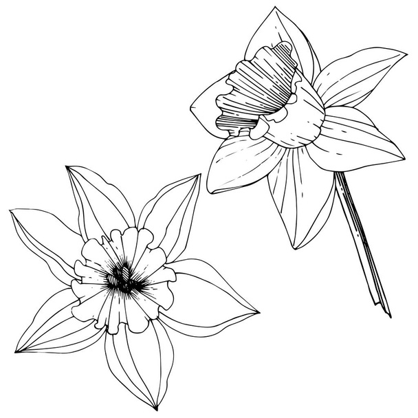 Διάνυσμα λουλούδια του Νάρκισσου. Μαύρο και άσπρο χαραγμένο μελάνι τέχνης. Απομονωμένη daffodils εικονογράφηση στοιχείο σε λευκό φόντο. - Διάνυσμα, εικόνα