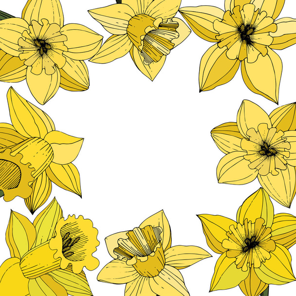 Narzissenblüten. gelb gravierte Tinte Kunst. Rahmen florales Ornament Quadrat auf weißem Hintergrund. - Vektor, Bild