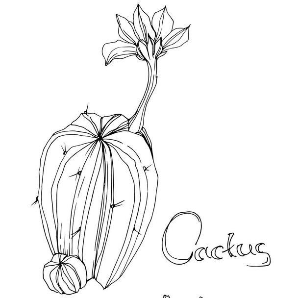 Vektor kaktus. Květinové botanické květin. Černá a bílá vyryto inkoust umění. Prvek ilustrace izolované kaktusů. - Vektor, obrázek