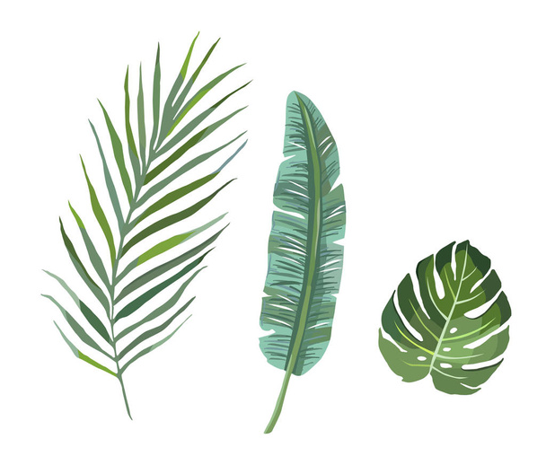 Набор тропических листьев растений. векторная иллюстрация
 - Вектор,изображение