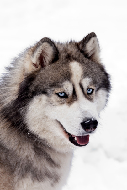 Σιβηρίας Χάσκι σκυλί - Φωτογραφία, εικόνα