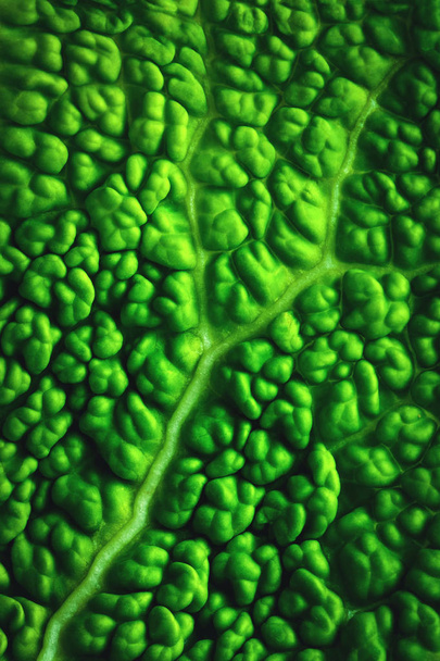 Natur Hintergrund oder Textur abstrakte Grünkohlblattoberfläche - Foto, Bild