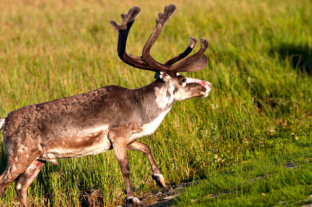 Reindeer with big antlers and red nose chilling on the field in evening sun. Photo of male reindeer with green grass on background. - Photo, Image
