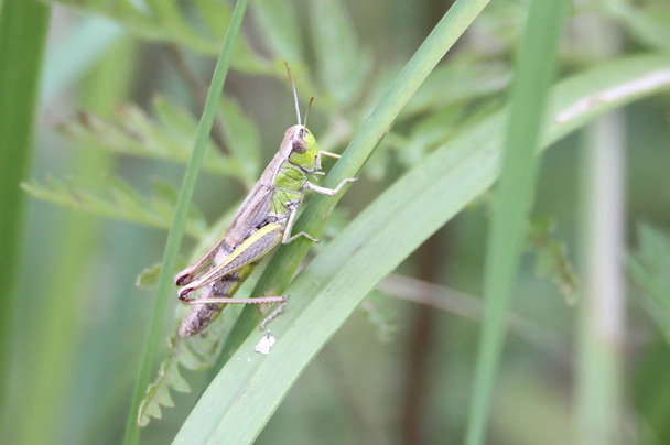 Big green grasshopper hiding on green grass. - Photo, Image