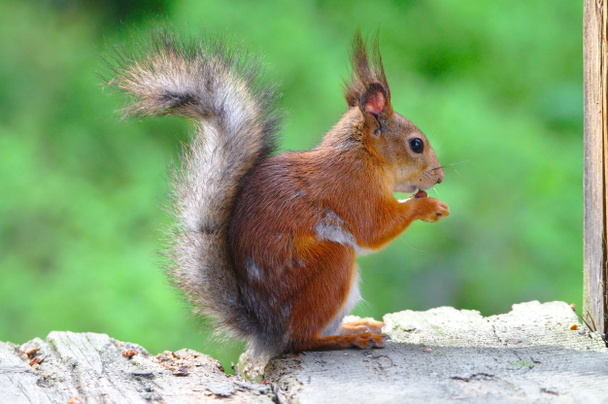 Uno scoiattolo fortunato che si gode il pasto sul bordo della terrazza. - Foto, immagini