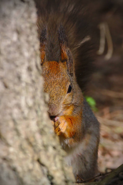 Scoiattolo nascosto dietro l'albero. Metà dello scoiattolo visibile. - Foto, immagini