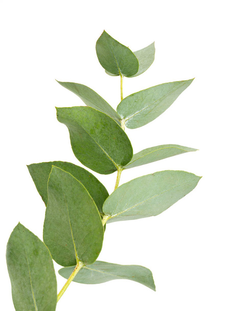 eucalyptus isolated on white - Photo, Image