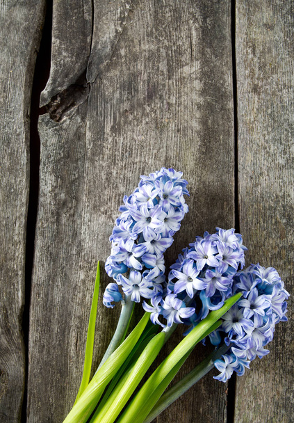blue striped hyacinth flowers on wooden surface - Photo, Image